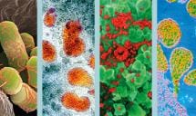 Seasonal influenza - Annual Epidemiological Report for 2014-15 season
